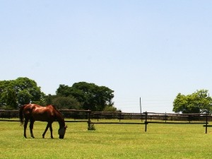 5 Star Care & Facilities Stables & Livery